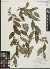 Foto von Salix pseudocordata Andersson